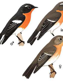 鸲姬鹟 / Mugimaki Flycatcher / Ficedula mugimaki