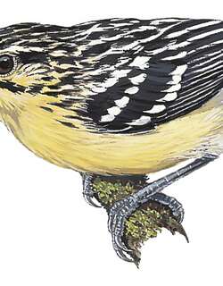 巴西蚁鹩 / Sclater’s Antwren / Myrmotherula sclateri