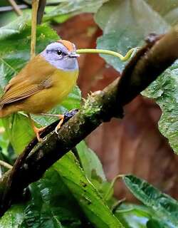 褐冠王森莺 / Russet-crowned Warbler / Myiothlypis coronata