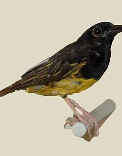 克氏织雀 / Clarke’s Weaver / Ploceus golandi