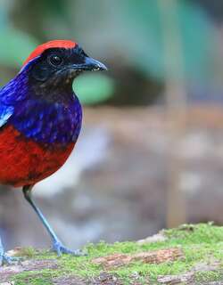 榴红八色鸫 / Garnet Pitta / Erythropitta granatina