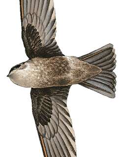 关岛金丝燕 / Mariana Swiftlet / Aerodramus bartschi