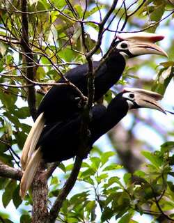 白嘴斑犀鸟 / Palawan Hornbill / Anthracoceros marchei