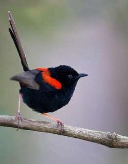 红背细尾鹩莺 / Red-backed Fairywren / Malurus melanocephalus