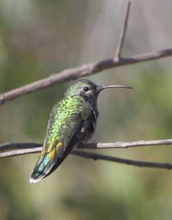 白尾金喉蜂鸟 / White-tailed Goldenthroat / Polytmus guainumbi