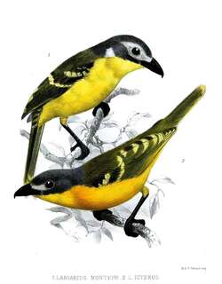 蒙氏丛鵙 / Monteiro’s Bushshrike / Malaconotus monteiri