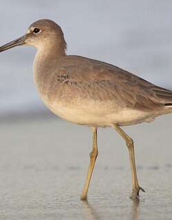 斑翅鹬 / Willet / Tringa semipalmata