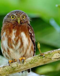 中美鸺鹠 / Central American Pygmy Owl / Glaucidium griseiceps