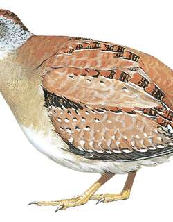 黄胸三趾鹑 / Buff-breasted Buttonquail / Turnix olivii