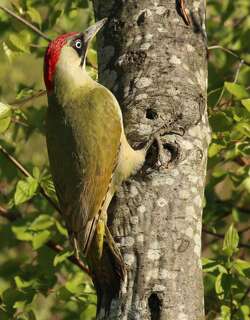 绿啄木鸟 / European Green Woodpecker / Picus viridis