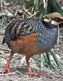 棕腹山鹧鸪 / Chestnut-bellied Partridge / Arborophila javanica