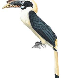 萨岛犀鸟 / Samar Hornbill / Penelopides samarensis