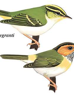 棕脸鹟莺 / Rufous-faced Warbler / Abroscopus albogularis
