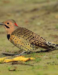 北扑翅䴕 / Northern Flicker / Colaptes auratus