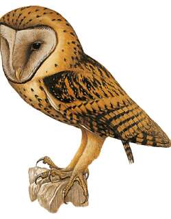 橘仓鸮 / Golden Masked Owl / Tyto aurantia