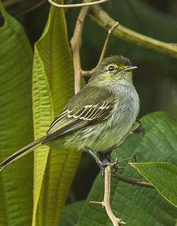 厄瓜多尔小霸鹟 / Loja Tyrannulet / Zimmerius flavidifrons
