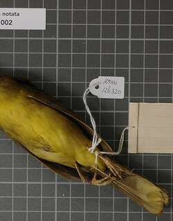 绿尾须鹎 / Green-tailed Bristlebill / Bleda eximius