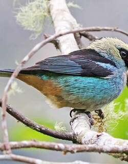 辉绿唐加拉雀 / Metallic-green Tanager / Tangara labradorides