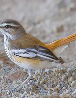 棕薮鸲 / Rufous-tailed Scrub Robin / Cercotrichas galactotes