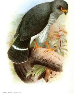铅色林隼 / Plumbeous Forest Falcon / Micrastur plumbeus