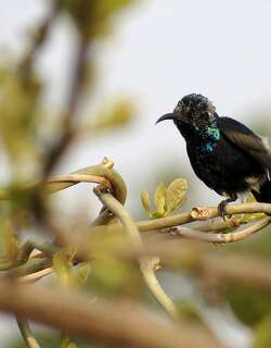 黑花蜜鸟 / Black Sunbird / Leptocoma aspasia