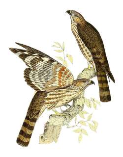 马岛鹃隼 / Madagascan Cuckoo-Hawk / Aviceda madagascariensis