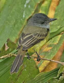 乌冠蝇霸鹟 / Sooty-crowned Flycatcher / Myiarchus phaeocephalus