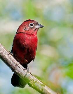 红冠雀 / Red Pileated Finch / Coryphospingus cucullatus