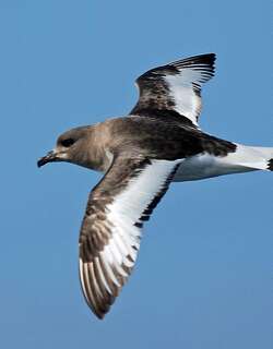 南极鹱 / Antarctic Petrel / Thalassoica antarctica