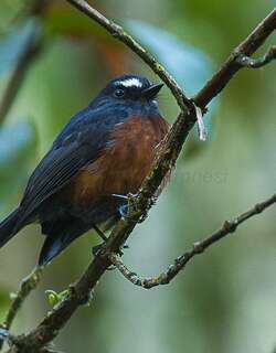 灰背唧霸鹟 / Slaty-backed Chat-Tyrant / Ochthoeca cinnamomeiventris
