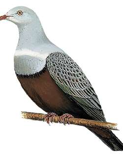 点斑皇鸠 / Spotted Imperial Pigeon / Ducula carola