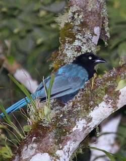 浓冠鸦 / Bushy-crested Jay / Cyanocorax melanocyaneus