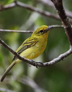黄胸霸鹟 / Ochre-lored Flatbill / Tolmomyias flaviventris