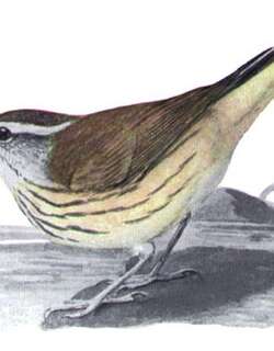 白眉灶莺 / Louisiana Waterthrush / Parkesia motacilla
