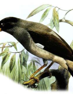 淡腹八哥 / Pale-bellied Myna / Acridotheres cinereus