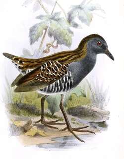 点翅田鸡 / Dot-winged Crake / Laterallus spiloptera