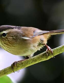 印支雀鹛 / Indochinese Fulvetta / Fulvetta danisi