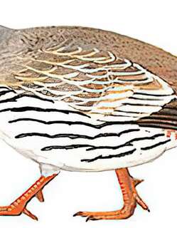 藏雪鸡 / Tibetan Snowcock / Tetraogallus tibetanus