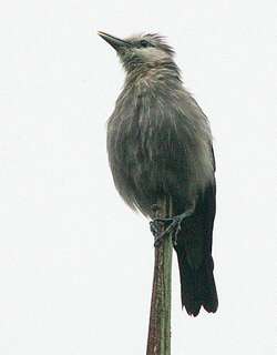 白脸椋鸟 / White-faced Starling / Sturnornis albofrontatus