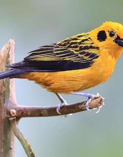 金唐加拉雀 / Golden Tanager / Tangara arthus