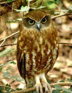 布克鹰鸮 / Australian Boobook / Ninox boobook