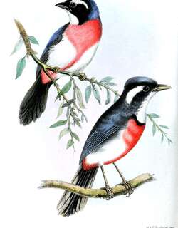 玫胸䳭莺 / Rose-breasted Chat / Granatellus pelzelni