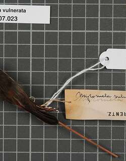 红腰摄蜜鸟 / Black-breasted Myzomela / Myzomela vulnerata