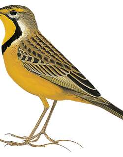 福氏长爪鹡鸰 / Fülleborn’s Longclaw / Macronyx fuelleborni