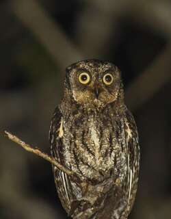 摩鹿加角鸮 / Moluccan Scops Owl / Otus magicus