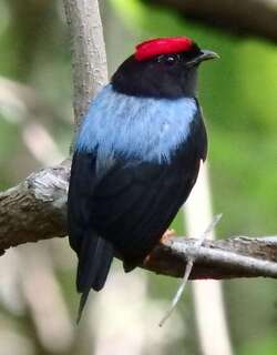 尖尾娇鹟 / Lance-tailed Manakin / Chiroxiphia lanceolata