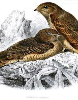 纯色夜鹰 / Plain Nightjar / Caprimulgus inornatus