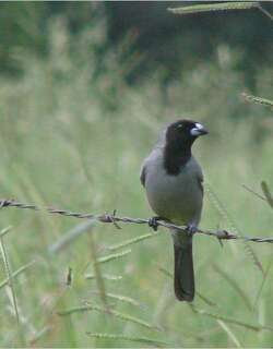 黑脸唐纳雀 / Black-faced Tanager / Schistochlamys melanopis