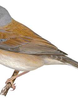 拜氏灯草鹀 / Baird’s Junco / Junco bairdi