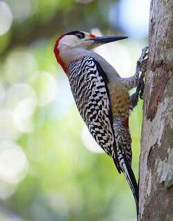 大红腹啄木鸟 / West Indian Woodpecker / Melanerpes superciliaris